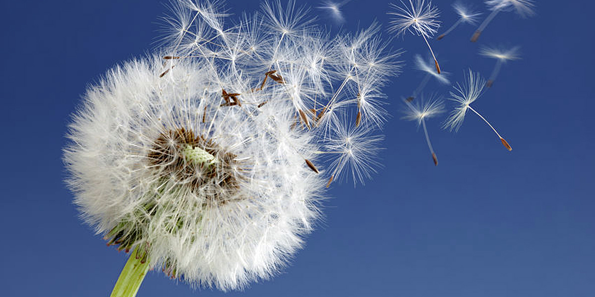 Dandelion with seeds blowing away in the wind across a clear blue sky